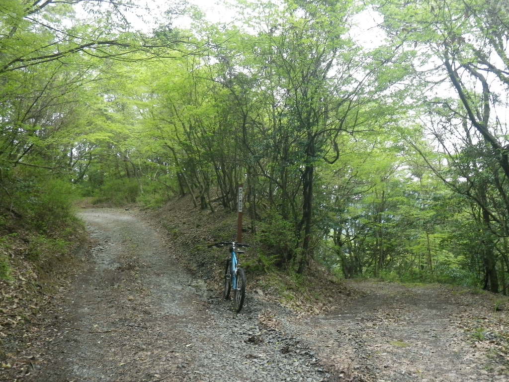 新緑萌え出る林道